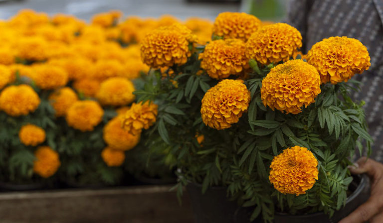 Lo que debes saber del transporte de la flor de cempasúchil