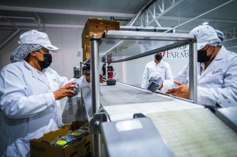 Crece capacidad de Jalisco y Michoacán para exportar berries