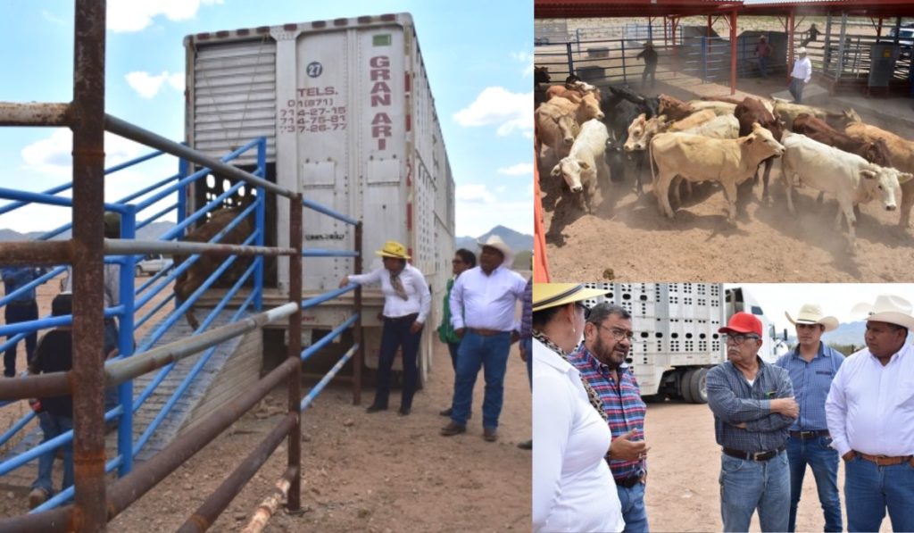 Coahuila exporta 'sobre ruedas' más de 20,000 cabezas de ganado a EU