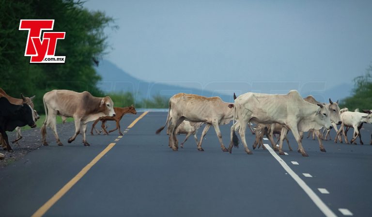ganado-carreteras-accidentes