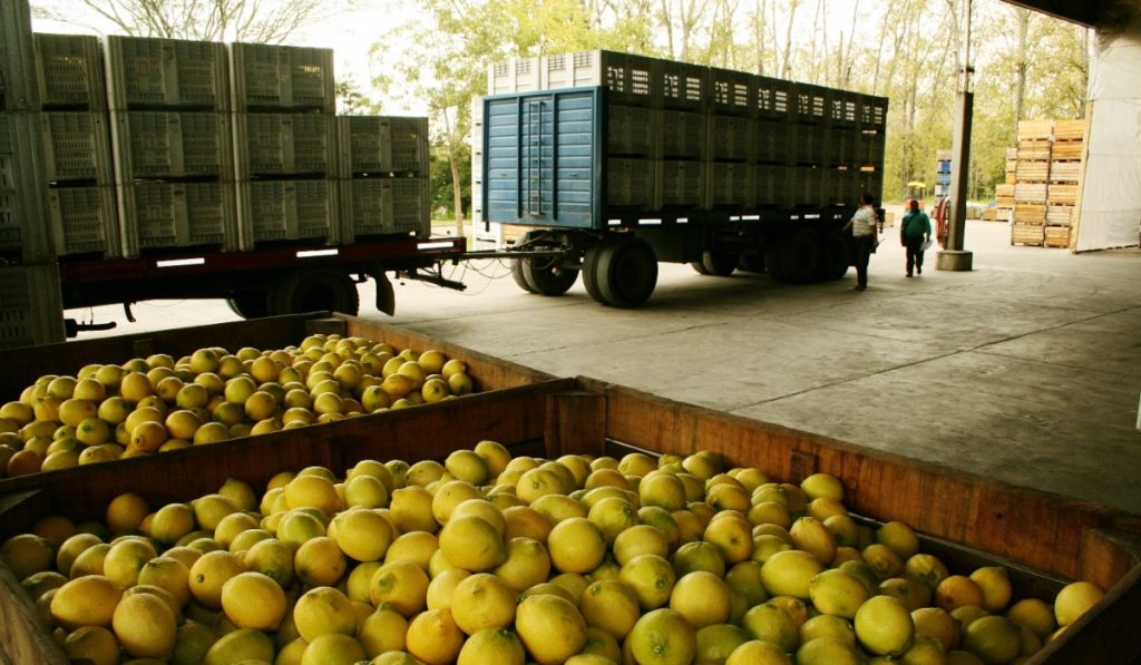 transporte-produccion-cítricola