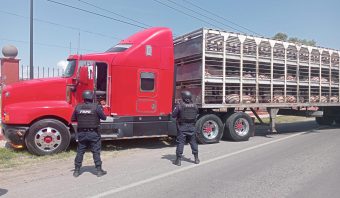 Robo-de-tracto-cargado-de-ganado